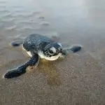 Hatching green turtle (sea turtle) crawls across beach.
