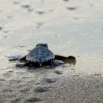 turtle on the sea