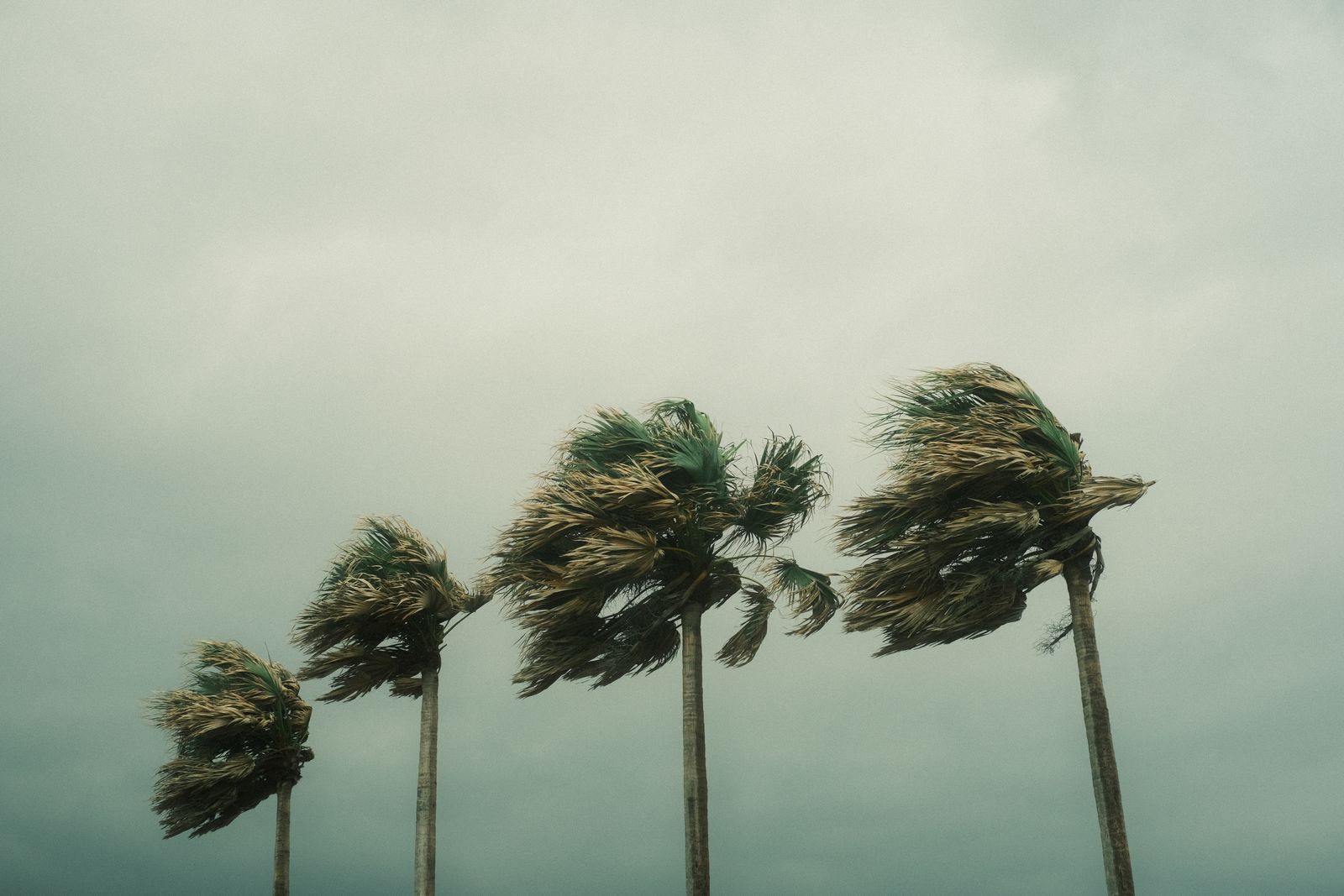 Palm trees bending in high winds during a Florida tropical storm