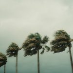 Palm trees bending in hurricane force wind under a gray Florida sky