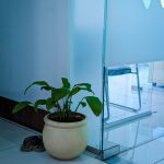 Frosted decorative film on a glass partition beside a potted plant